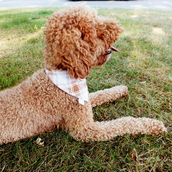 Fall Plaid | Dog Bandana