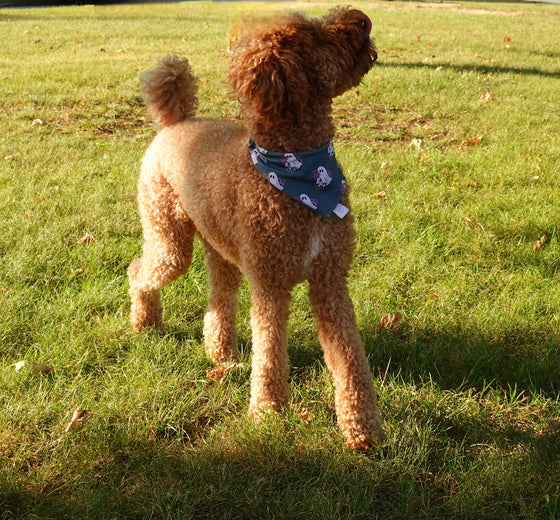 Floral Ghosts | Dog Bandana