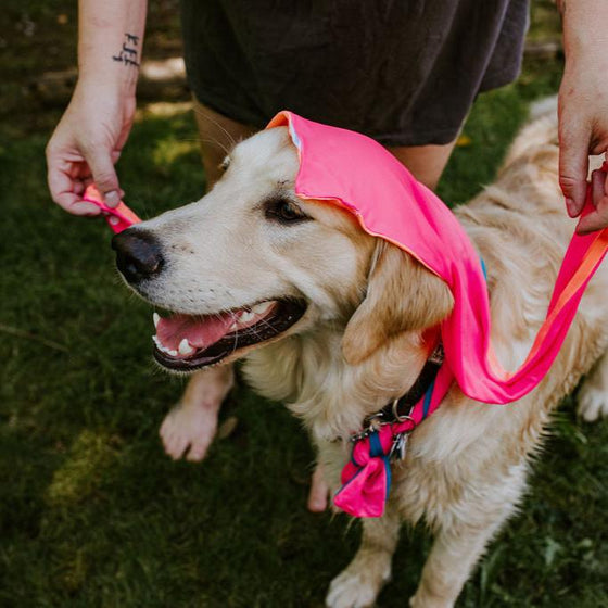 Pet Swim Bandana