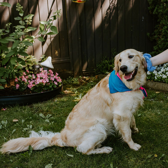 Pet Swim Bandana