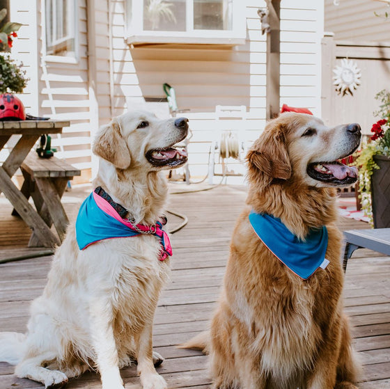 Pet Swim Bandana