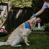 Pet Swim Bandana