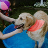 Pet Swim Bandana